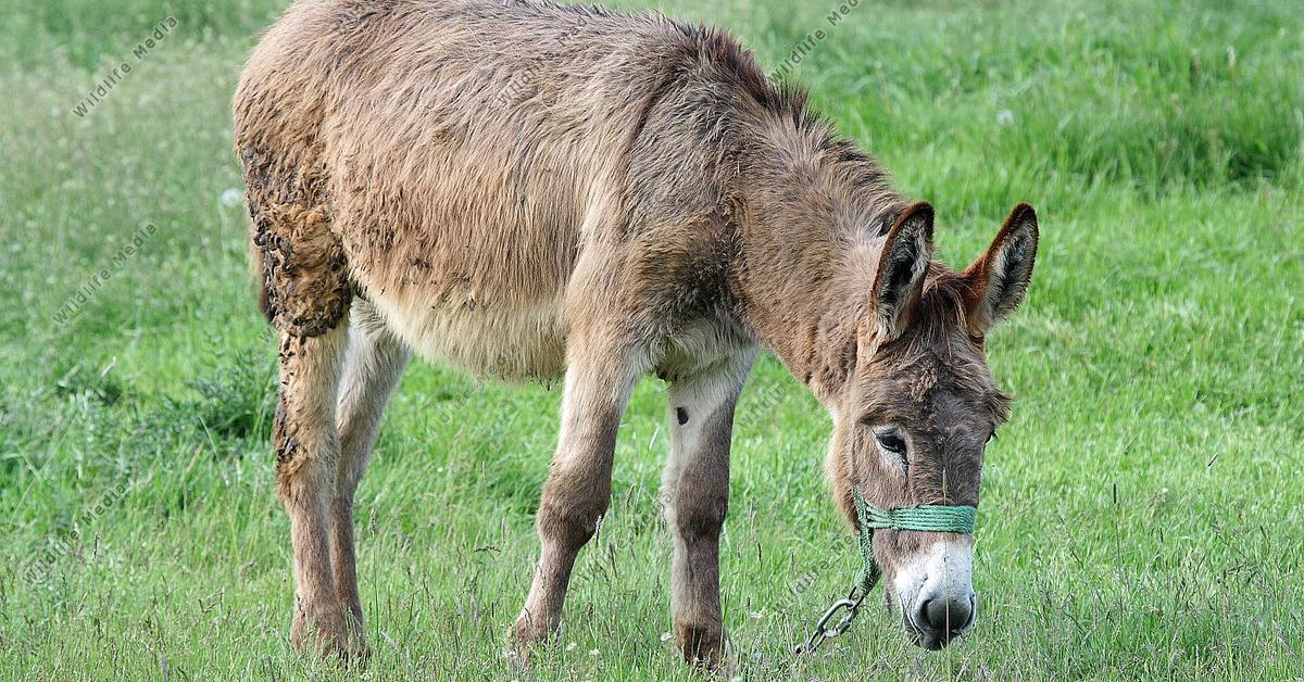 Pictures of Donkey