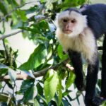 Pictures of White-Faced Capuchin