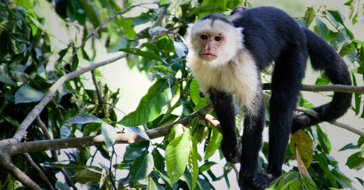 Pictures of White-Faced Capuchin