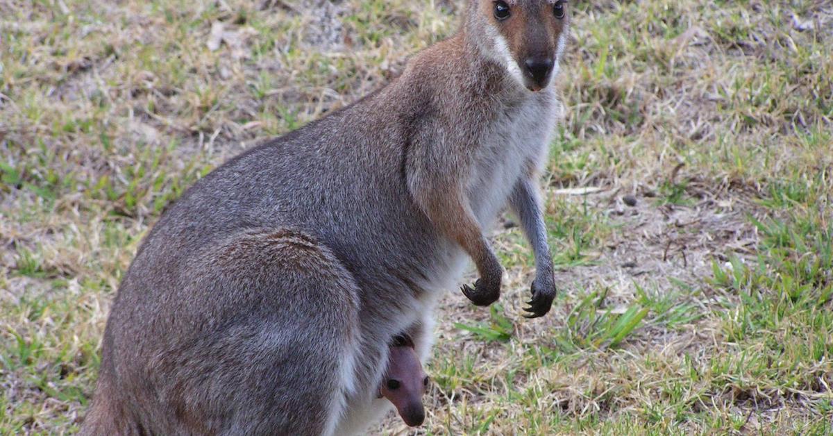 Pictures of Wallaby