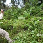 Pictures of Mountain Gorilla