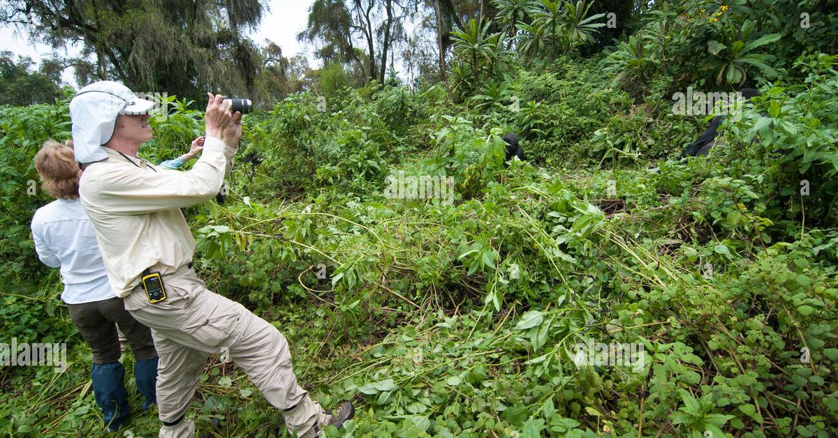 Pictures of Mountain Gorilla