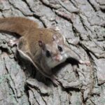 Pictures of Flying Squirrel