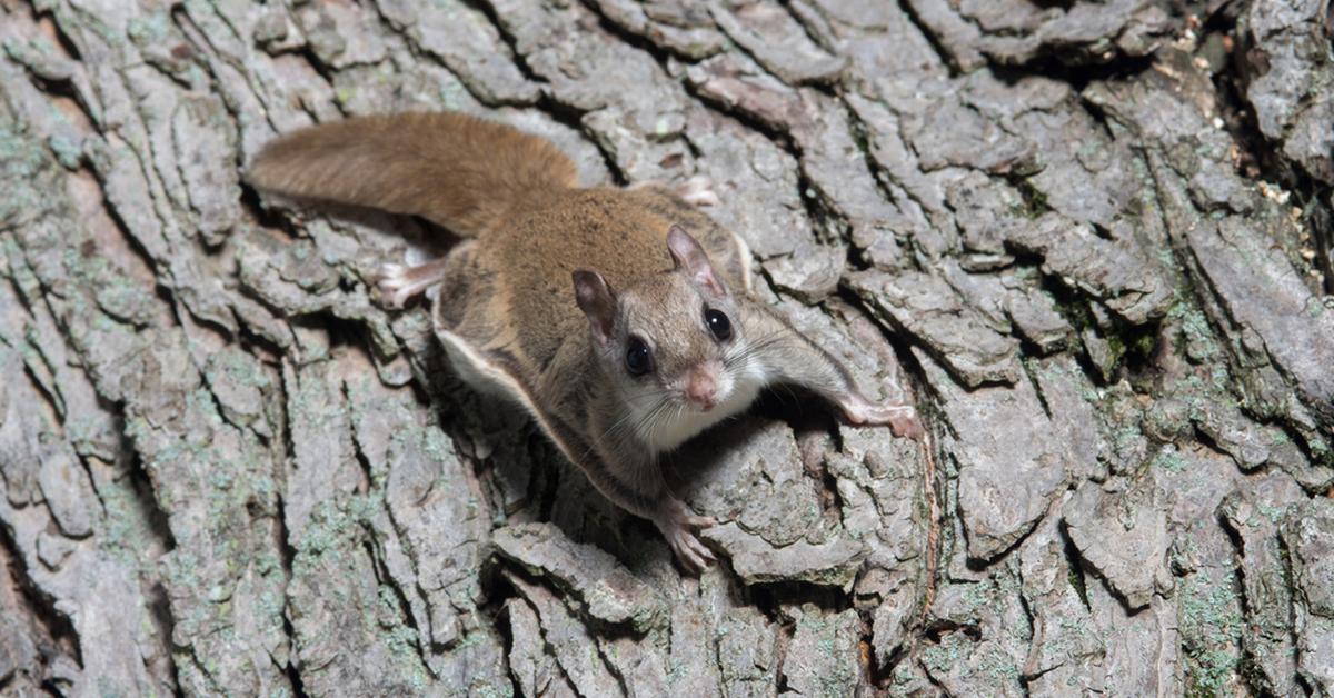 Pictures of Flying Squirrel