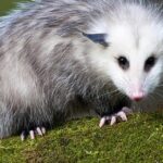 Pictures of Opossum