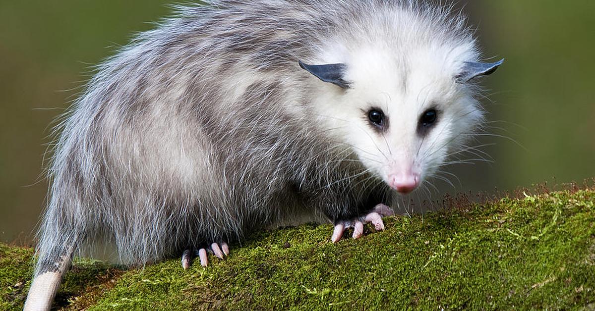 Pictures of Opossum