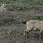 Pictures of Antelope