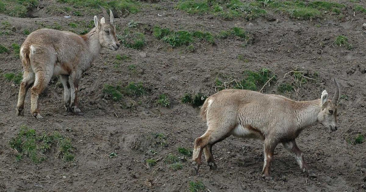 Pictures of Antelope