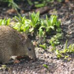 Pictures of Bandicoot