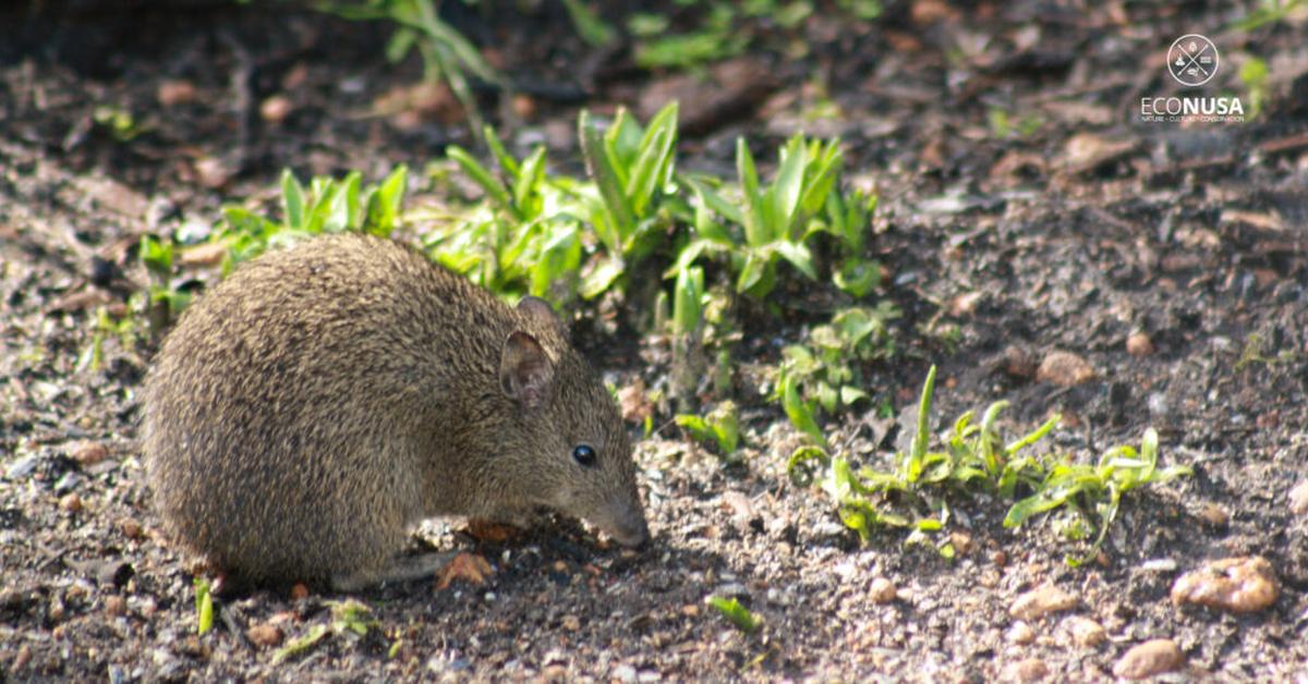 Pictures of Bandicoot