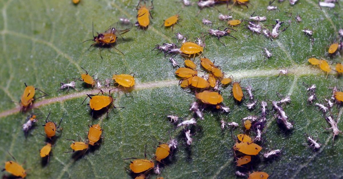 Pictures of Milkweed Aphids