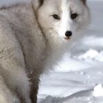 Pictures of Arctic Fox