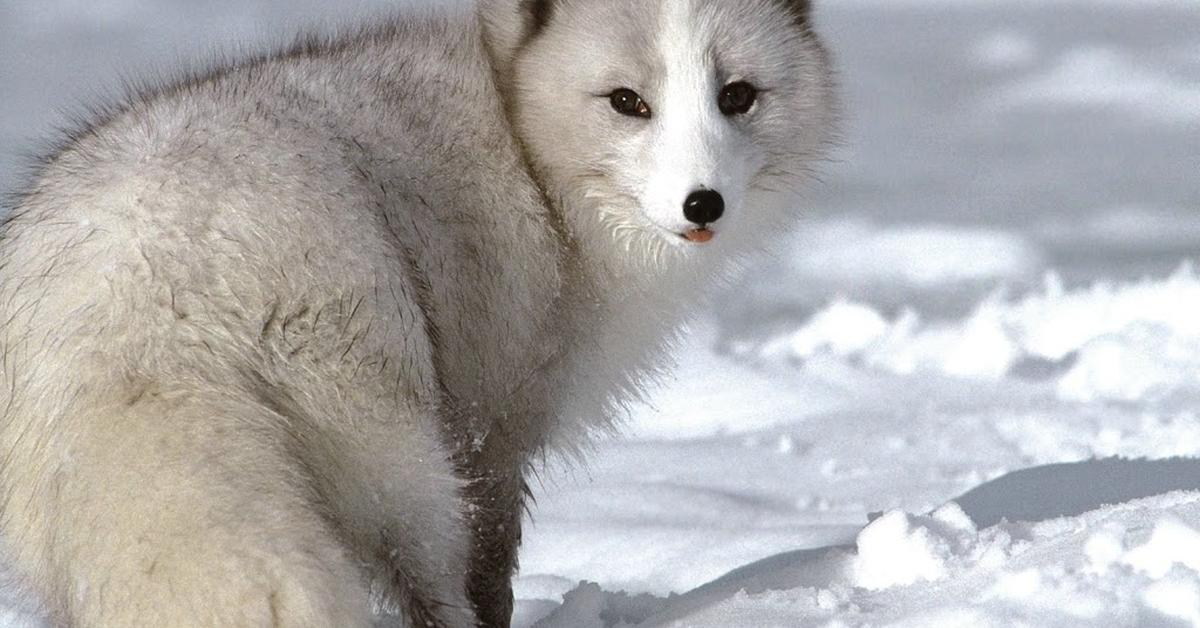 Pictures of Arctic Fox