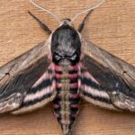 Pictures of Moth