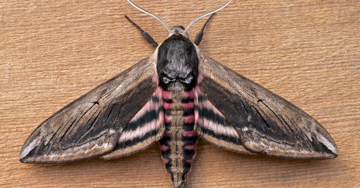 Pictures of Moth