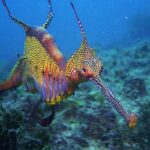 Pictures of Sea Dragon