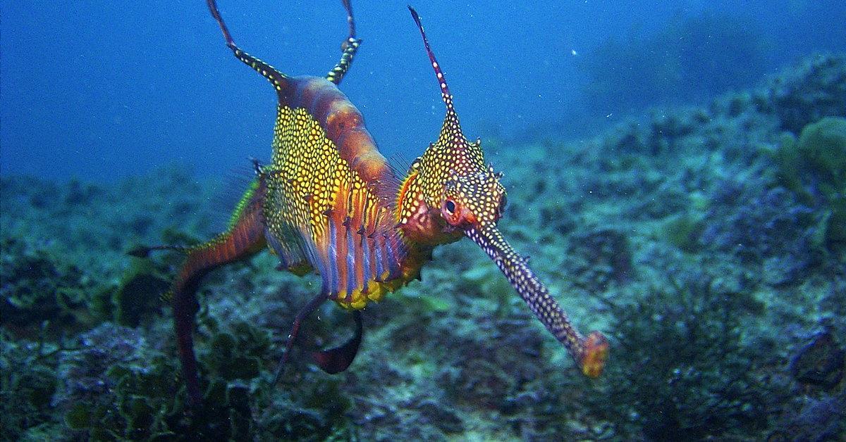 Pictures of Sea Dragon