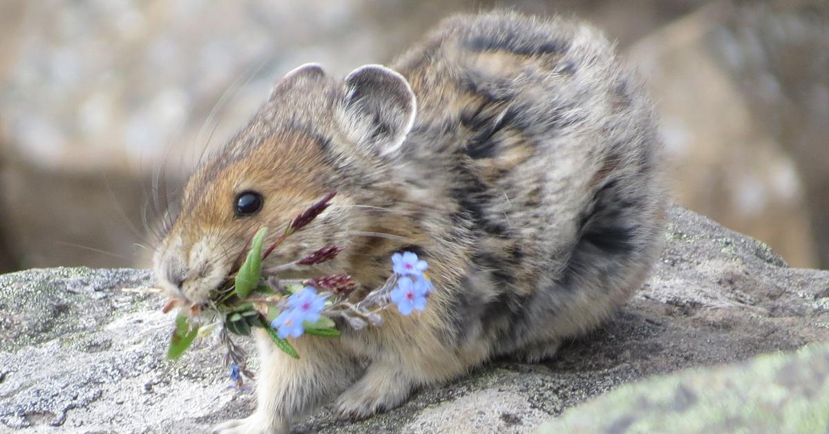 Pictures of Pika