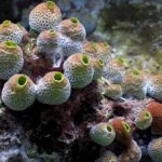 Pictures of Sea Squirt