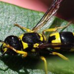 Pictures of Wasp