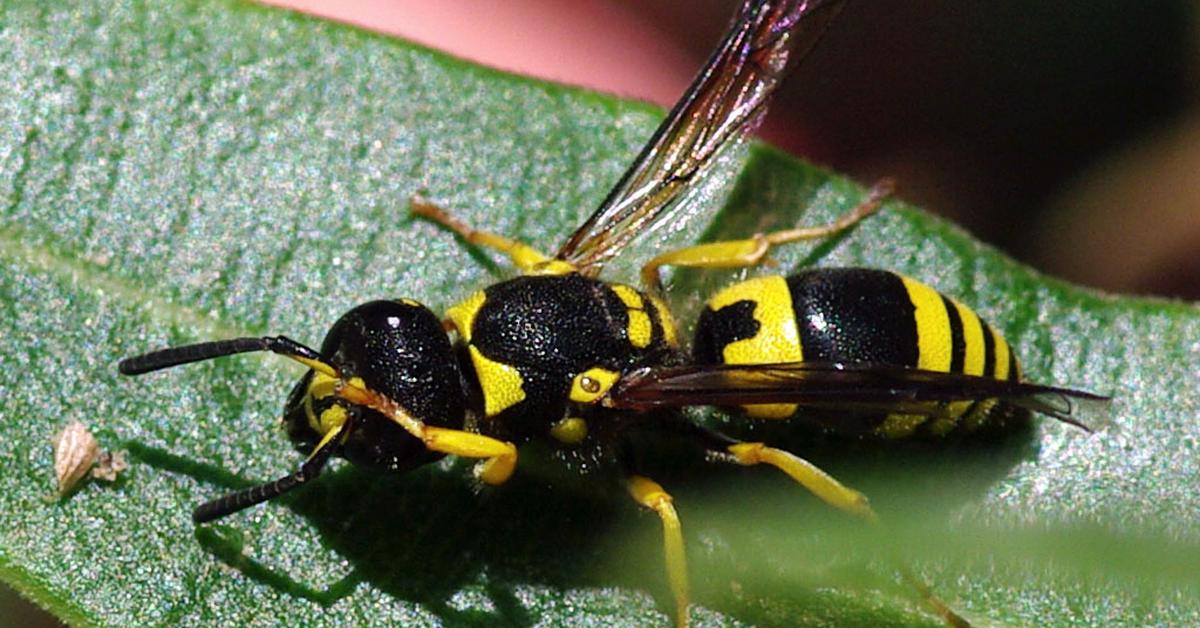 Pictures of Wasp