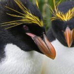 Pictures of Macaroni Penguin