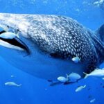 Pictures of Whale Shark