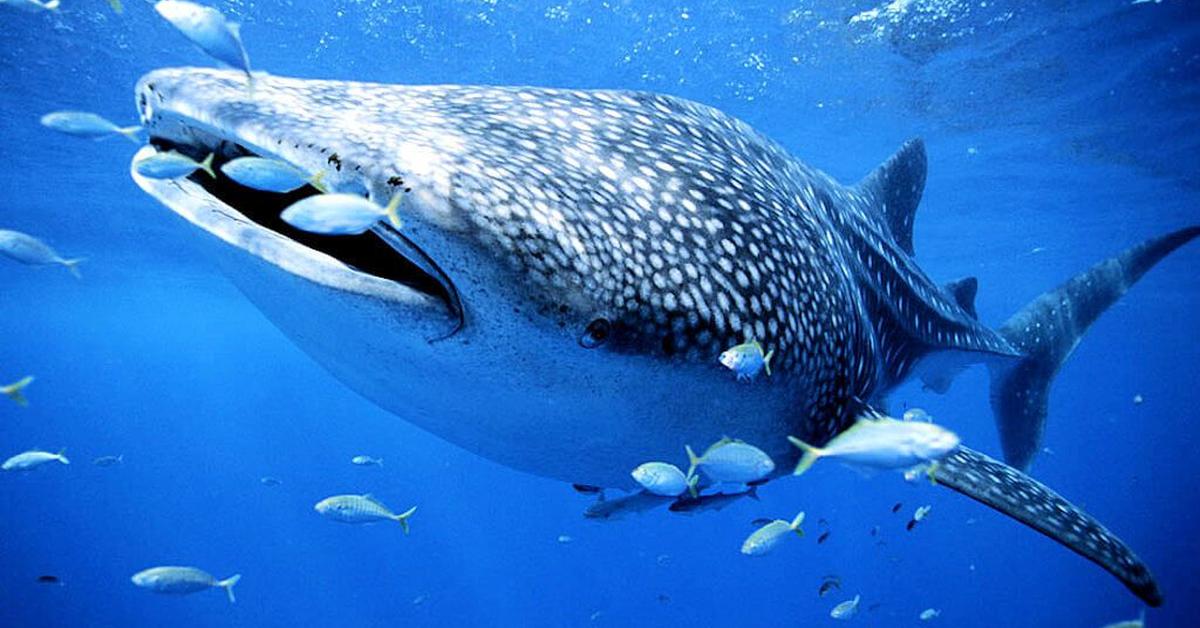 Pictures of Whale Shark