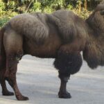 Pictures of Bactrian Camel