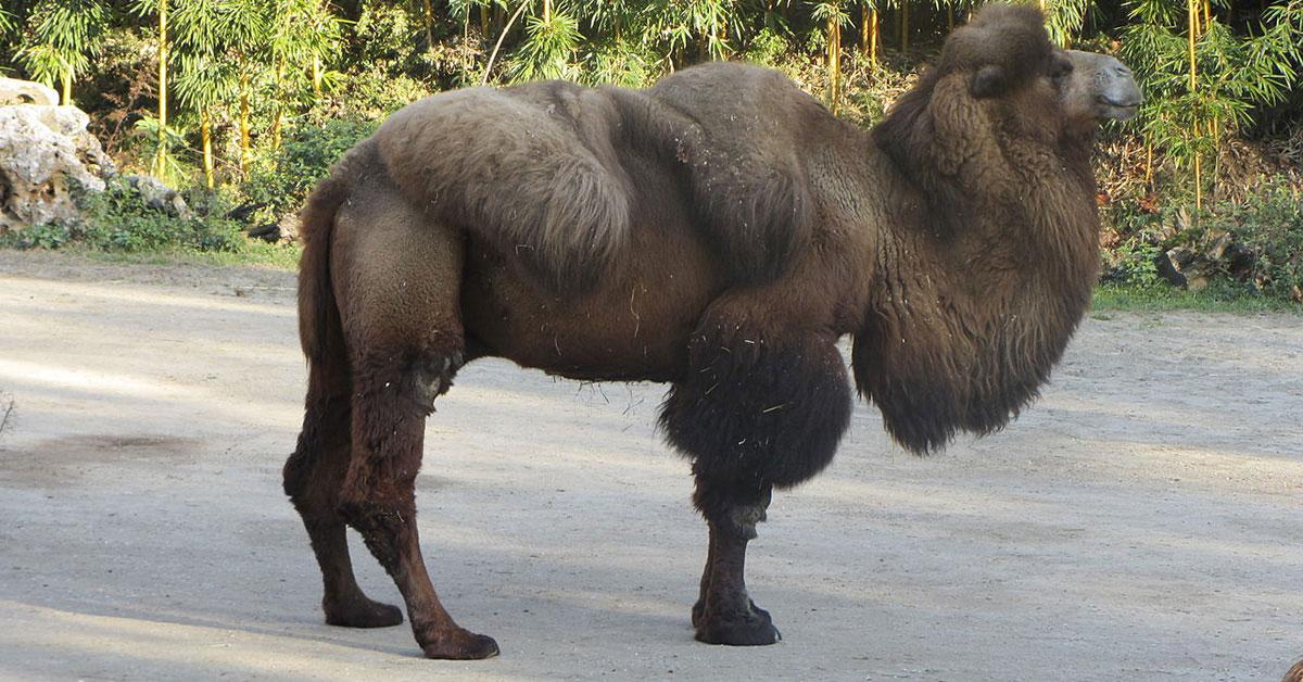 Pictures of Bactrian Camel