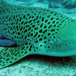 Pictures of Zebra Shark