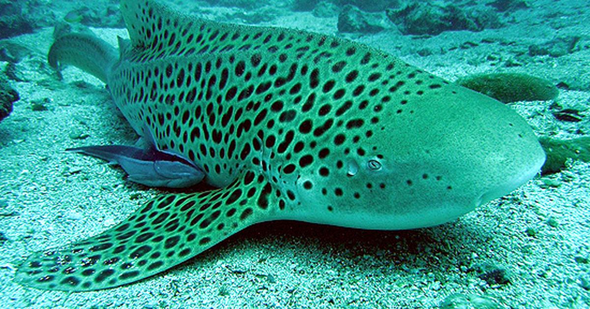 Pictures of Zebra Shark