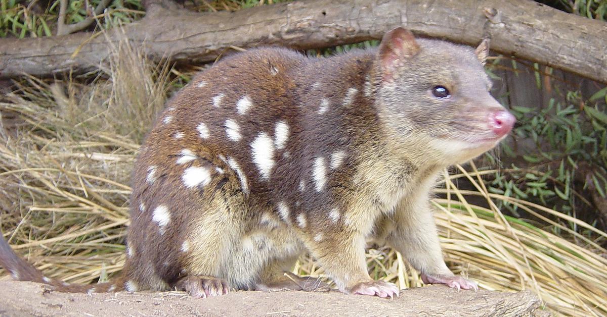 Pictures of Quoll