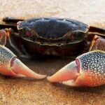 Pictures of Crab