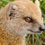 Pictures of Mongoose