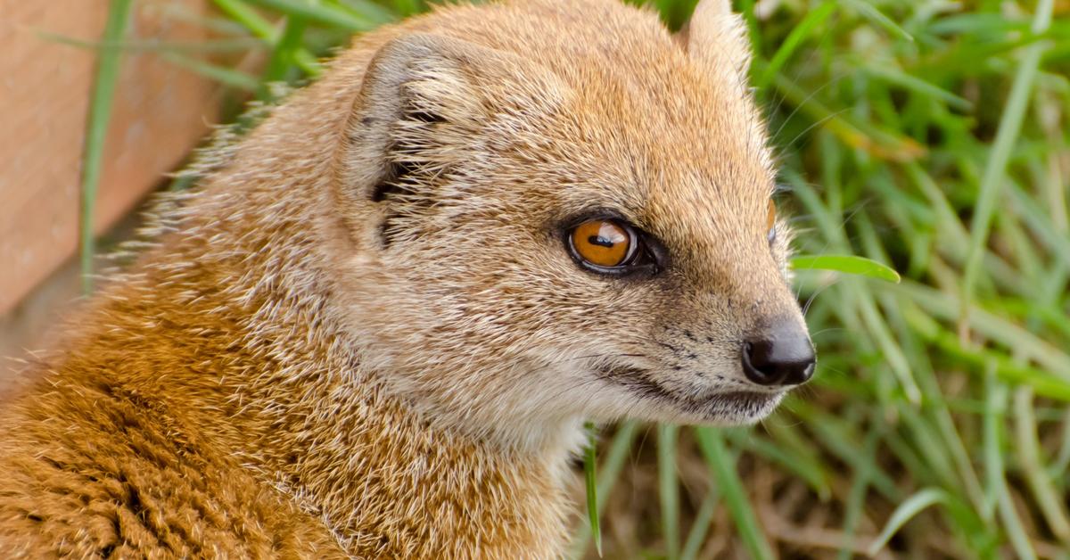 Pictures of Mongoose