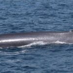 Pictures of Fin Whale