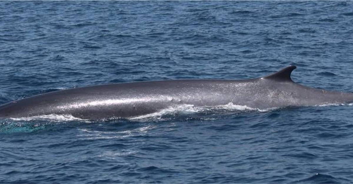 Pictures of Fin Whale