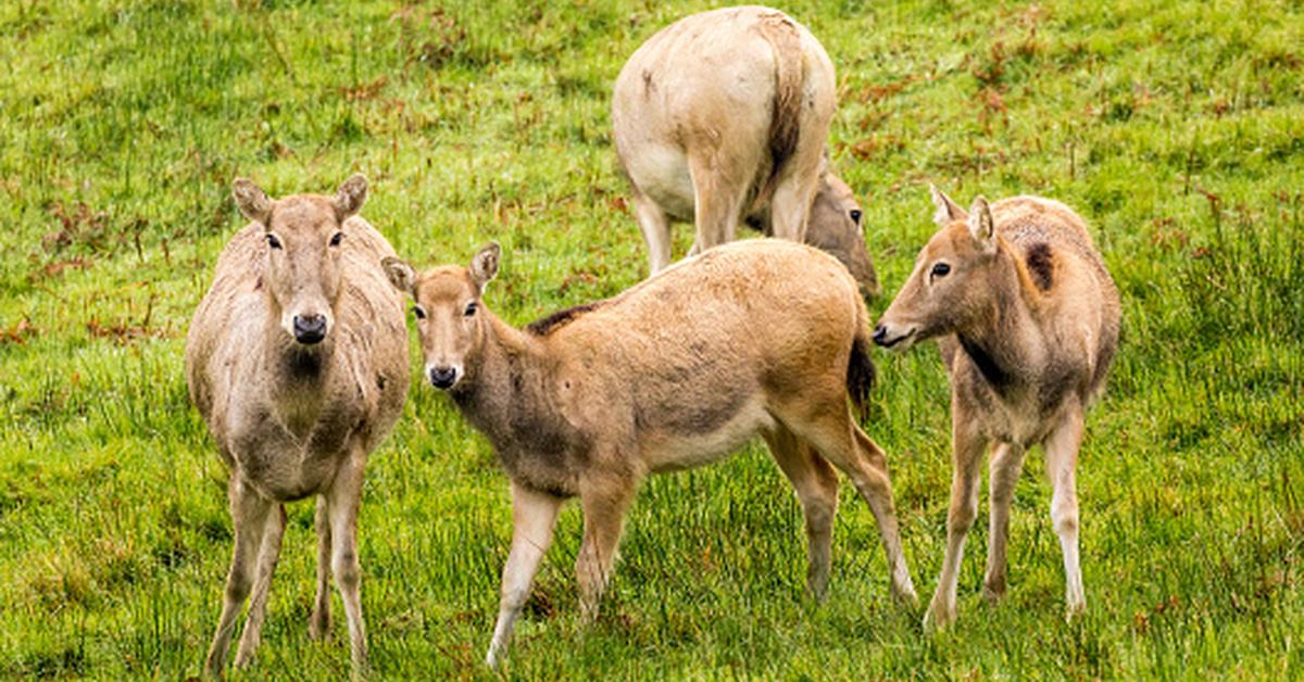 Pictures of Père Davids Deer