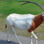 Pictures of Scimitar-Horned Oryx