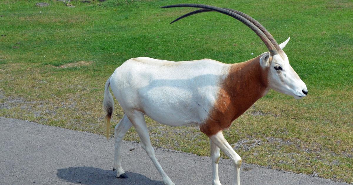 Pictures of Scimitar-Horned Oryx