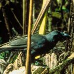 Pictures of Hawaiian Crow