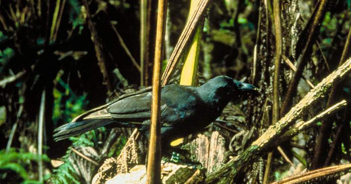 Pictures of Hawaiian Crow