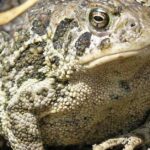 Pictures of Wyoming Toad