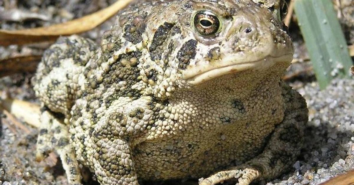 Pictures of Wyoming Toad