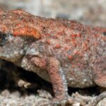 Pictures of Common Toad