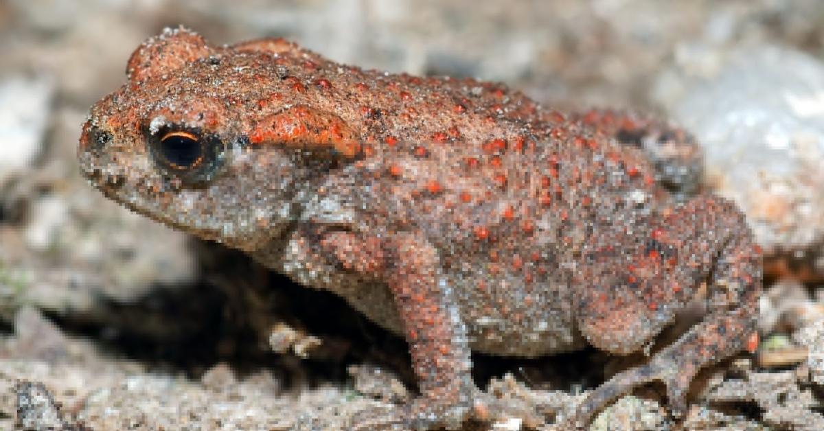 Pictures of Common Toad