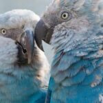 Pictures of Spixs Macaw