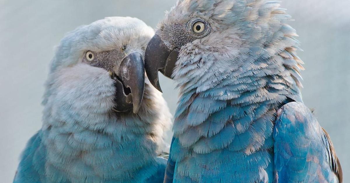 Pictures of Spixs Macaw