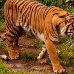 Pictures of Sumatran Tiger